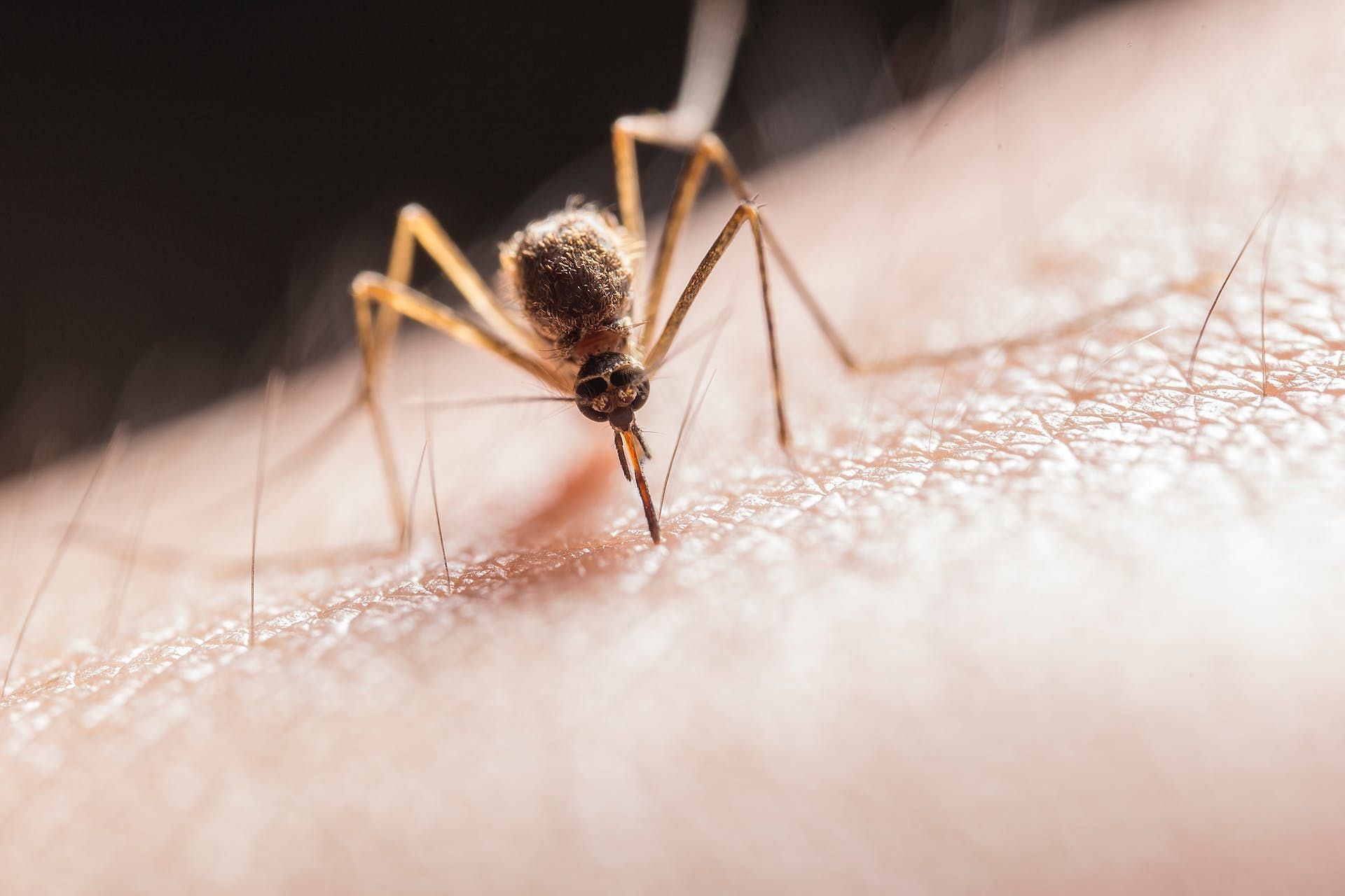 Repels insects (Image via Pexels/Jimmy Chan)